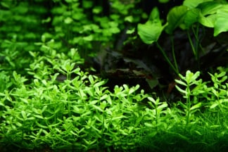 Bacopa monnieri herb