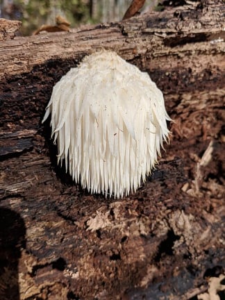 Lion's mane mushroom